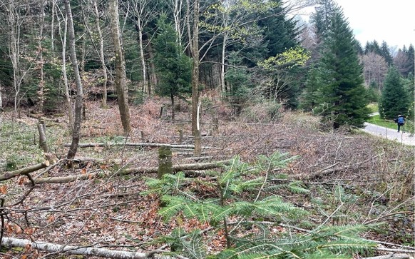 Gefällte Bäume im Stadtzürcher Wald
