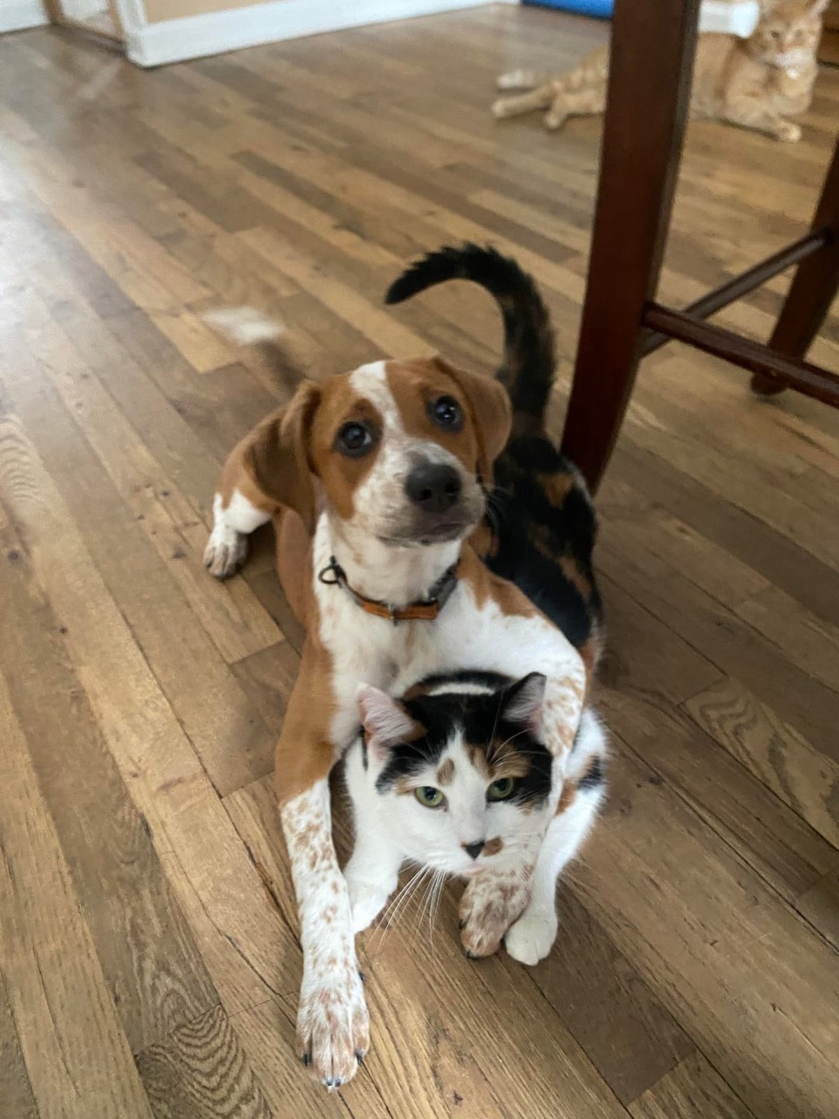 cute news tier hund katze

https://www.reddit.com/r/CatsWithDogs/comments/1ureo1q/bestie_girls/