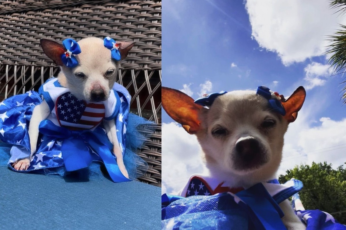 Pebbles, la plus vielle chienne au monde, est morte.