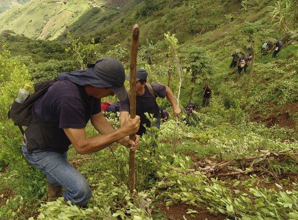 FILE - Farmers uproot coca plants in the Cauca mountains, near the Balboa village, some 245 miles southwest of Bogota, Colombia, Sunday, Nov. 26, 2006. In April 2021, Sandra Liliana Peña Chocué, an In ...