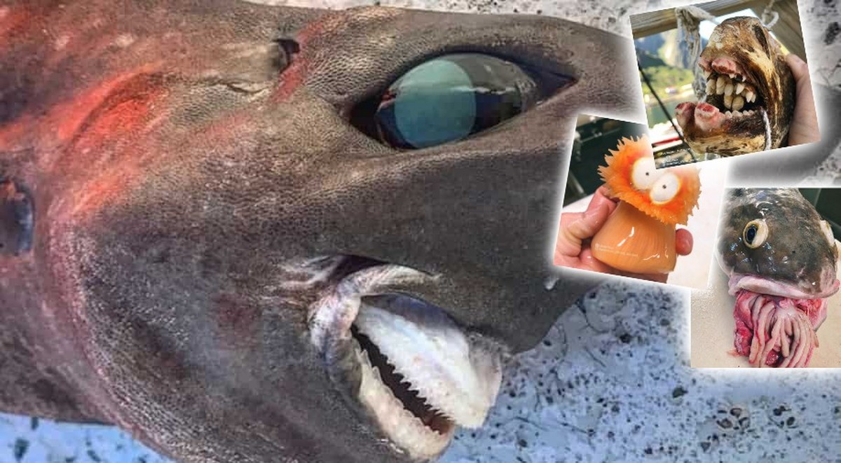 Dites «coucou!» à ce monstre pêché au large de l'Australie.