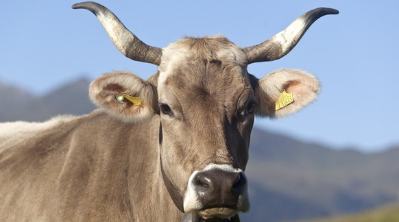 Eine Kuh mit Hoerner weidet am Sonntag, 16. September 2012, oberhalb Pany im Praettigau. (KEYSTONE/Arno Balzarini) .