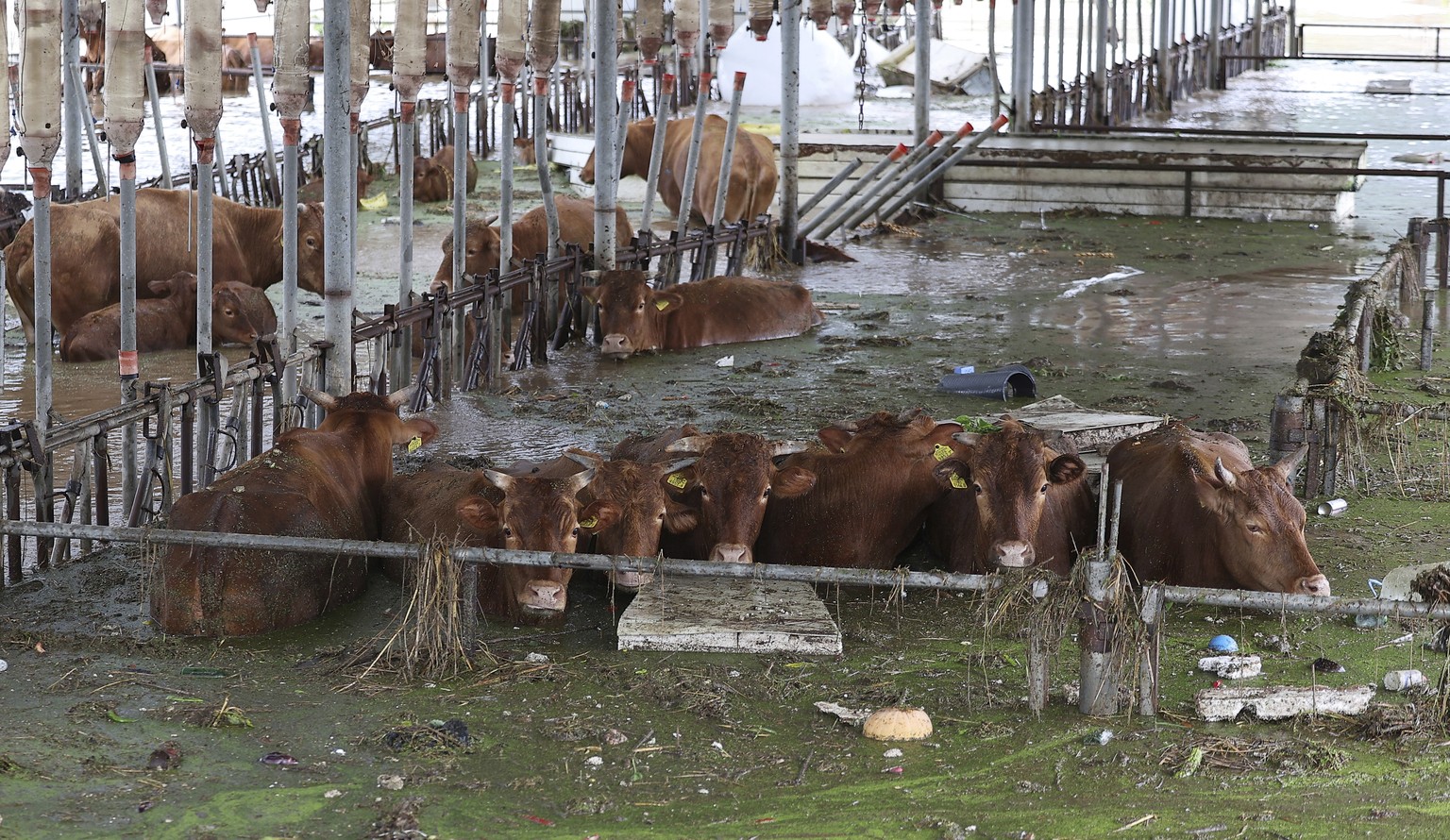 Cows are partially submerged in floodwaters caused by the tropical storm named Khanun in Daegu, South Korea, Thursday, Aug. 10, 2023. Khanun was pouring intense rain on South Korea on Thursday, turnin ...