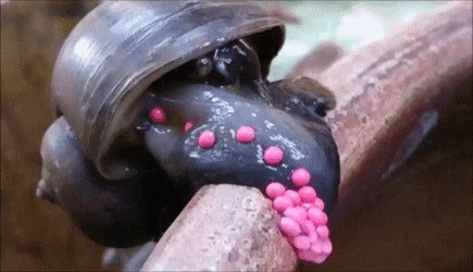 Sag alle deine Termine ab! So viele Tierbilder gab's noch nie
Also ich möchte gerne übers Eierlegen sprechen.

Bei der Apfelschnecke sieht das doch ganz possierlich aus: