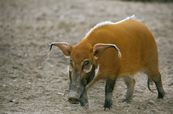 RED RIVER HOG OR BUSH PIG potamochoerus porcus Copyright: xGerardxLaczx GLI-400593