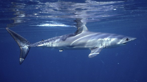 This undated photo provided by Dr. Greg Skomal in January 2021 shows a shortfin mako shark. In a study published on Wednesday, Jan. 27, 2021, researchers found the abundance of oceanic sharks and rays ...
