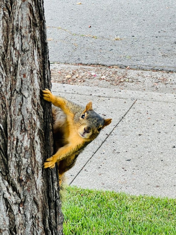 cute news tier eichhörnchen

https://www.reddit.com/r/aww/comments/1vxmf88/enjoy_some_silly_squirrel_photos_of_my_front_yard/