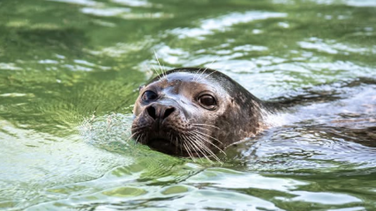 Tierpark-Bern-trauert-um-Seehund-Saluk