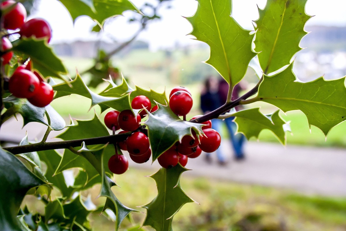 Die Stechpalmen Ilex auch H