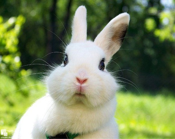 Viele schweinische Bilder für ein richtig entspanntes Weekend
Pascal so: «Ah ja, fast vergessen: Nächste Woche fallen die Cute News aus.»

Ich so: «Waaaaatt?!?»