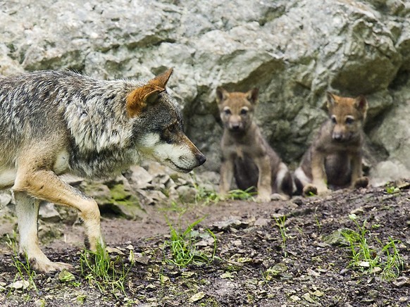 Jungwölfe mit ihrer Mutter im Juraparc: Im Gegensatz zu einem Bündner Wolfsrudel, das nun teilweise abgeschossen werden soll, riskieren diese Wölfe nichts. (Archivbild)