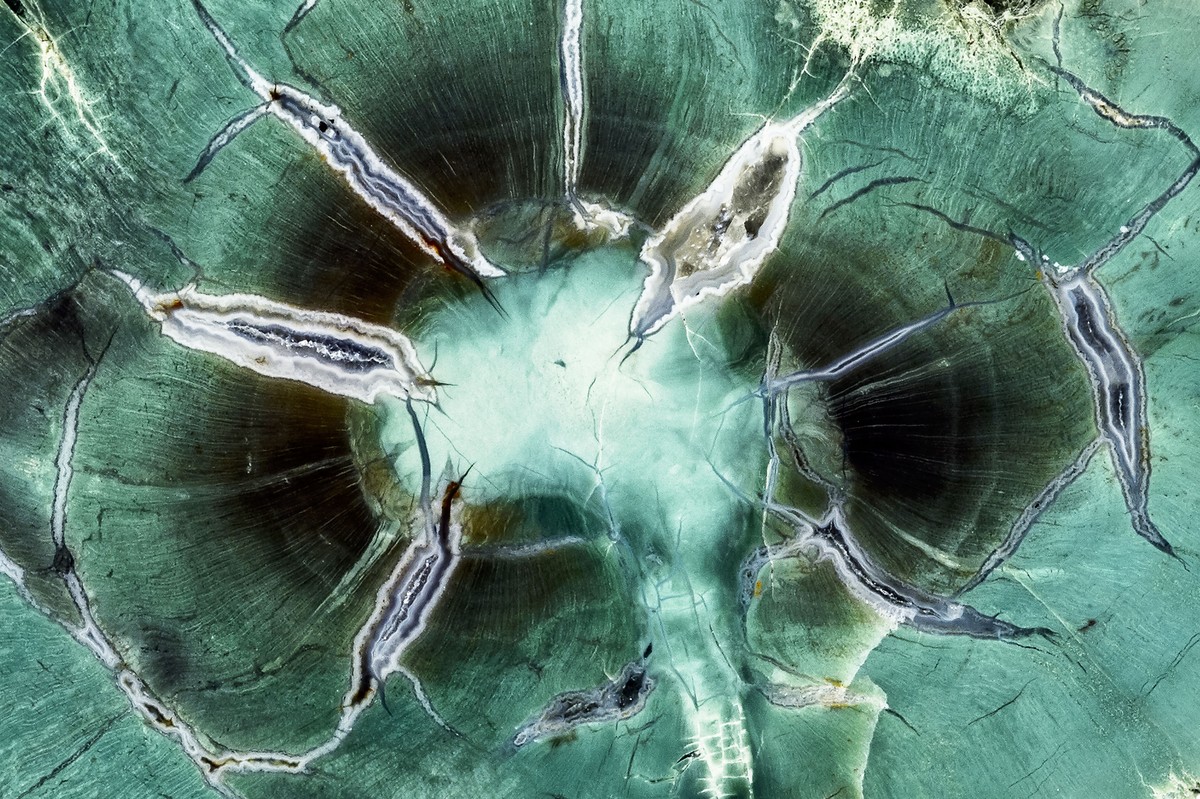 Fossilie Hölzer. Foto Urs Möckli - Sauriermuseum Aathal 01_Fossile_Araucaria.jpg
Achatisiertes Araukarien-Astholz, durch Chrom-Einlagerungen blaugrün gefärbt.
Trias, 220 Millionen Jahre alt, 12 x 7 x ...