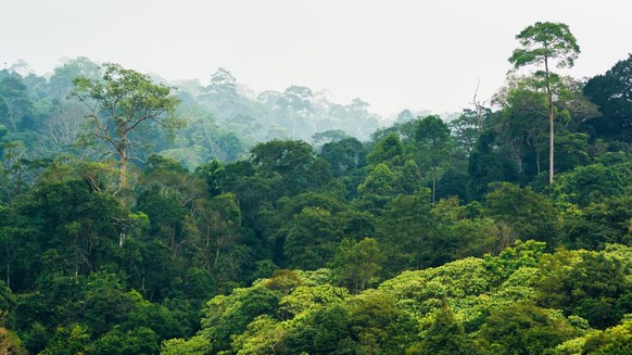 Rainforest in Thailand, Khao Yai National Park