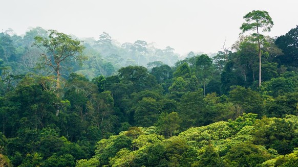 Regenwald in Thailand, Khao Yai Nationalpark