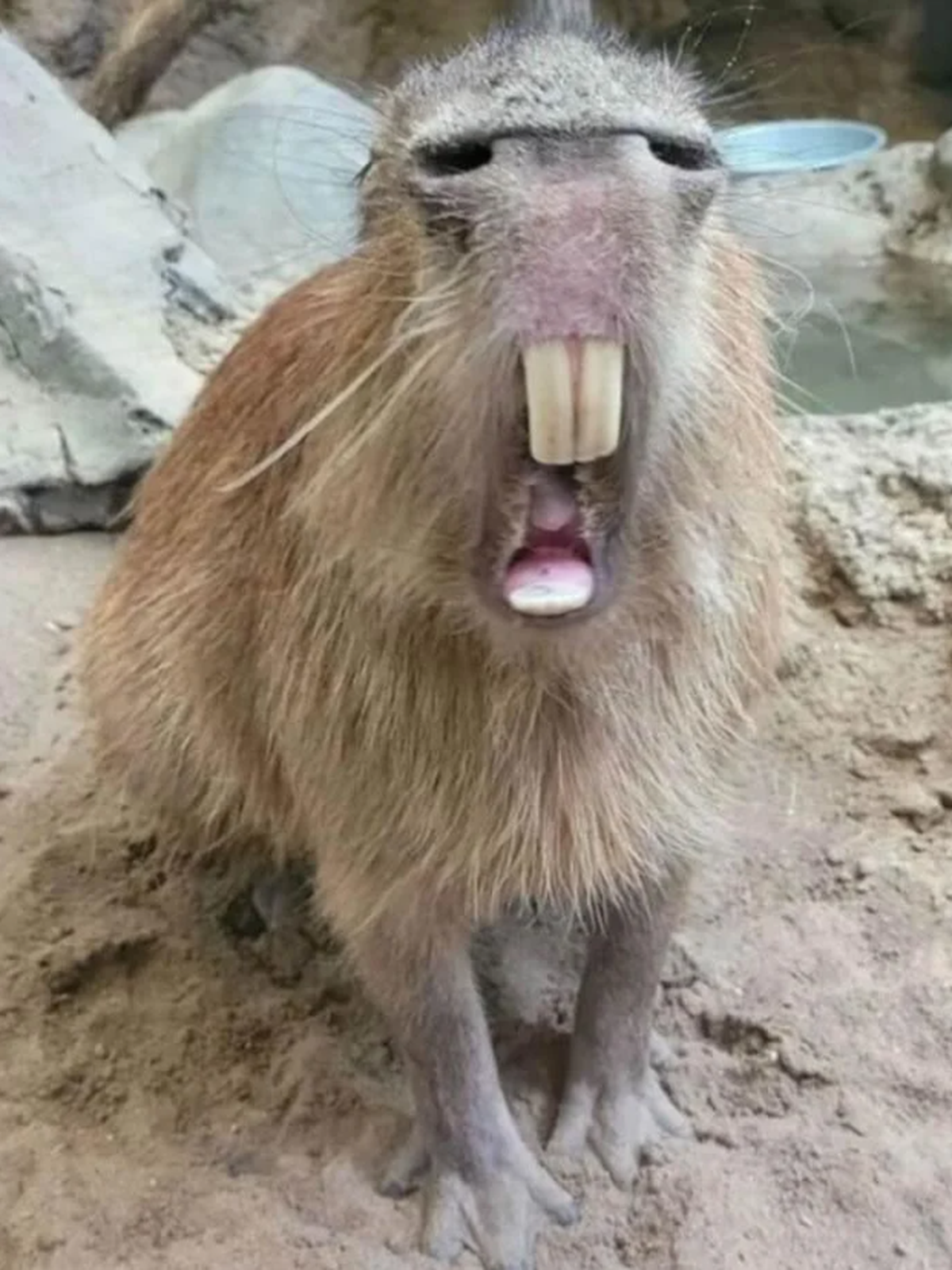 Optische Täuschung: Wasserschwein