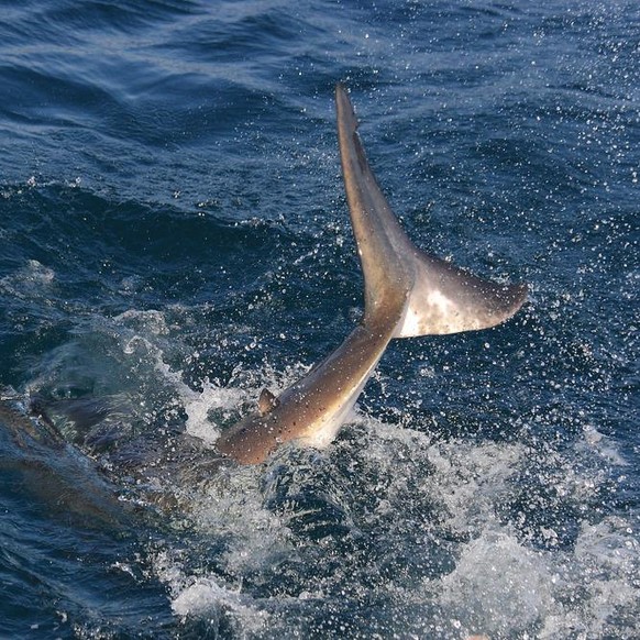 great white shark, Carcharodon carcharias, slapping its caudal fin at surface, False Bay, South Africa, Atlantic Ocean