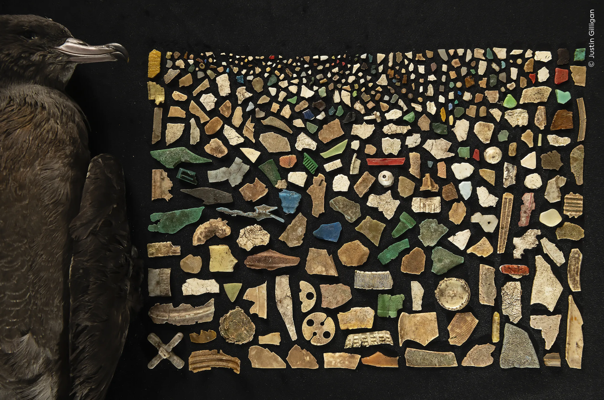 Justin Gilligan (Australia) creates a mosaic from the 403 pieces of plastic found inside the digestive tract of a dead flesh-footed shearwater. https://www.nhm.ac.uk/wpy/gallery/2024-a-diet-of-deadly- ...