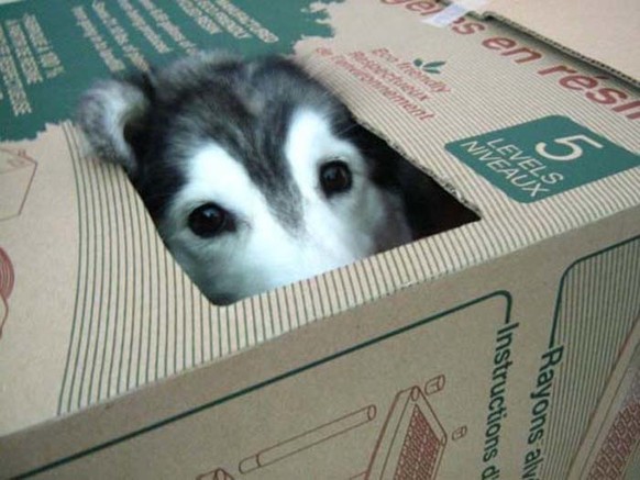 http://giveitlove.com/wp-content/uploads/Dog-Plays-Like-A-Cat.png
