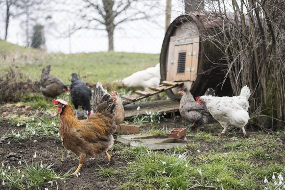 ARCHIV - ZUR MEDIENKONFERENZ DES SCHWEIZER TIERSCHUTZ STS &quot;TIERSCHUTZ IST FAIR FOOD&quot; STELLEN WIR IHNEN FOLGENDES BILDMATERIAL ZUR VERFUEGUNG - Verschiedene Huehner der Rassen British Araucan ...