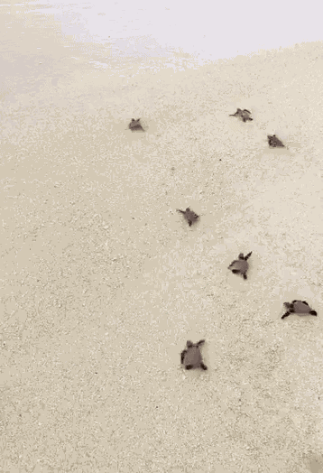 Animiertes GIF
