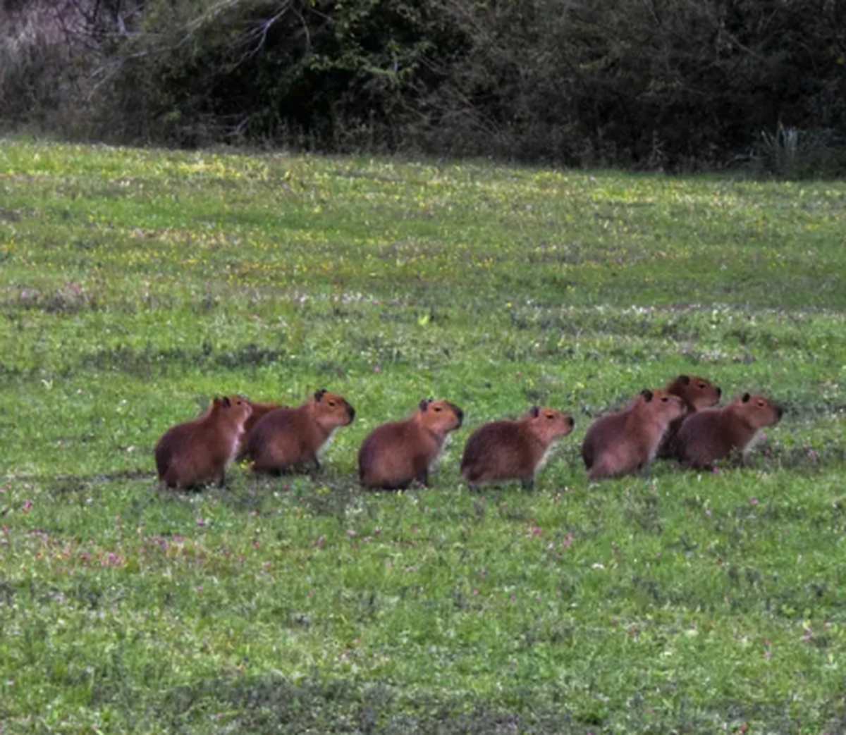 Mehrere Capybara

https://preview.redd.it/i-bet-theyre-plotting-something-already-v0-27wgdtsl7jsh1.png?width=640&amp;amp;crop=smart&amp;amp;auto=webp&amp;amp;s=6641557710ebc4dabadbe7505ef05988870671b3