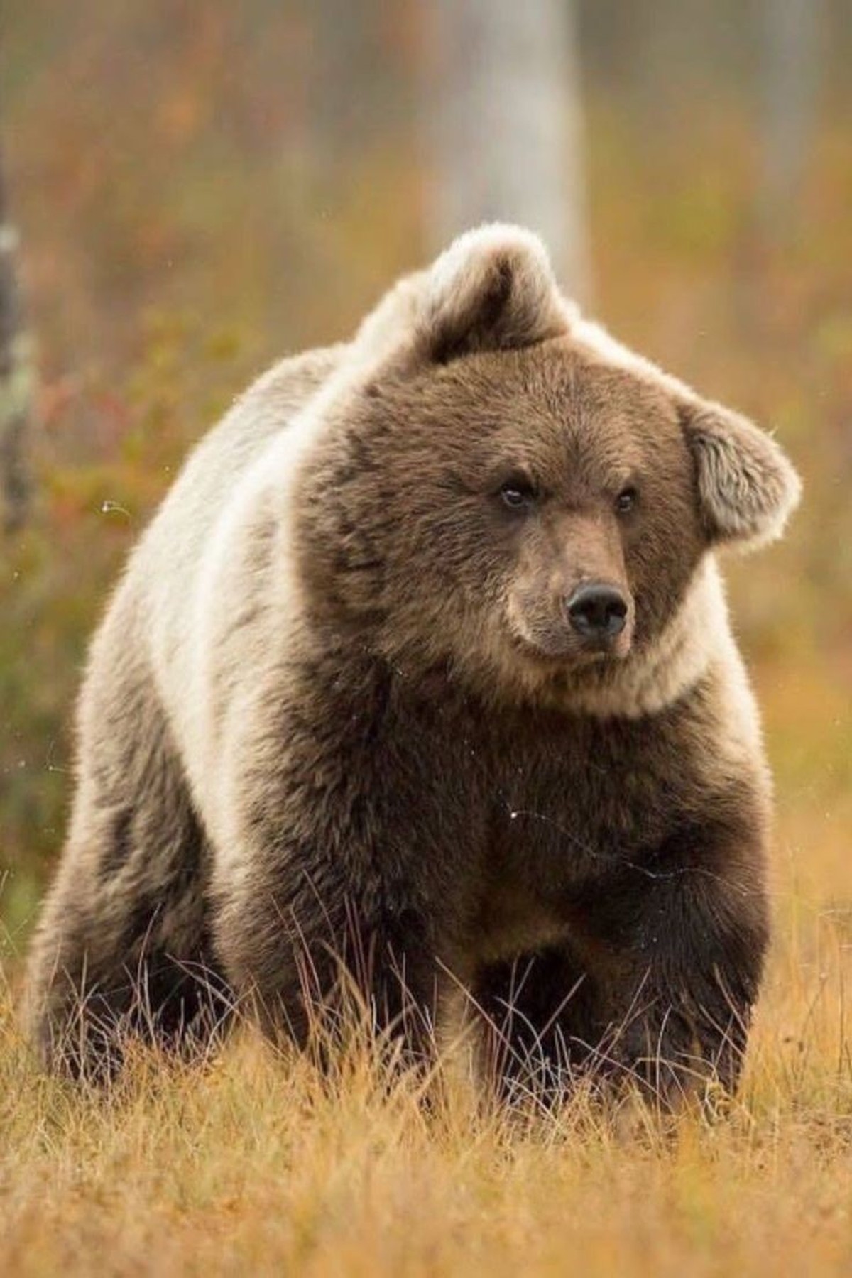 cute news tier braunbär

https://ch.pinterest.com/pin/1121888957180033368/