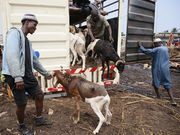 epa10055334 Sheep are for sale at the city cattle market before Eid al-Adha in Abidjan, Ivory Coast, 06 July 2022. Eid al-Adha is the holiest of the two Muslims holidays celebrated each year, it marks ...