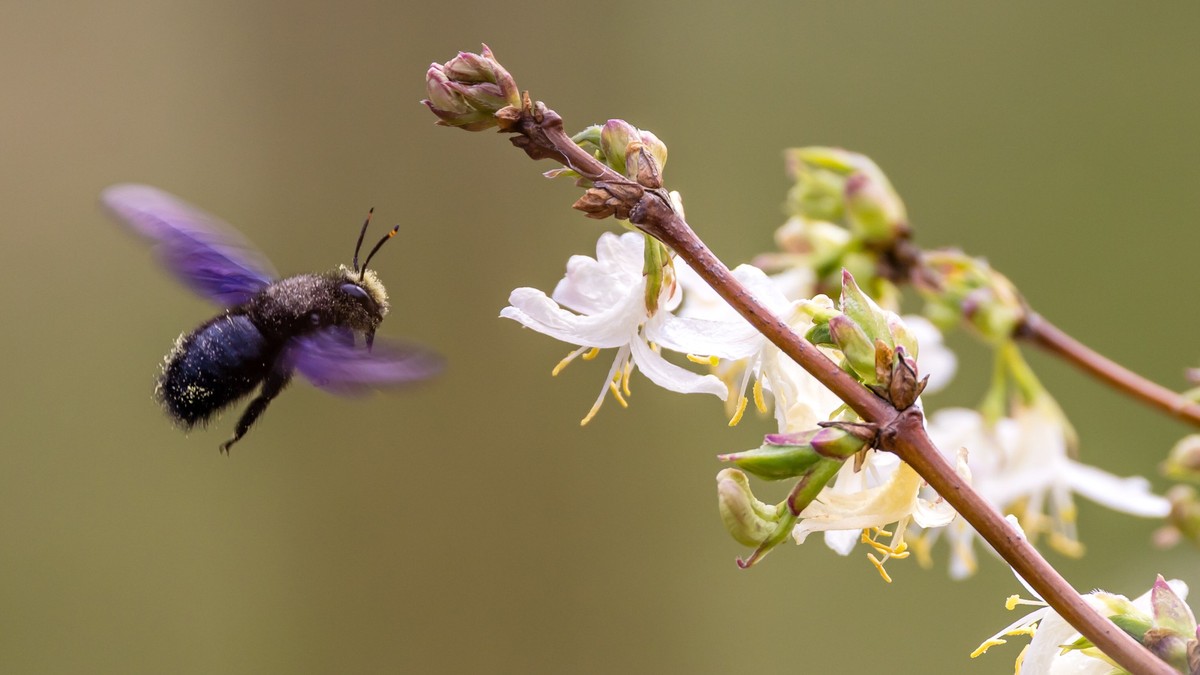14.03.2026, Sachsen, Bad Muskau: Eine Blauschwarze Holzbiene (Xylocopa violacea) fliegt an die Bl