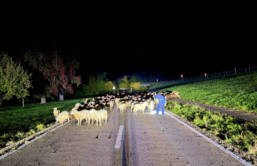 Schafe ausgebüxt Niederteufen