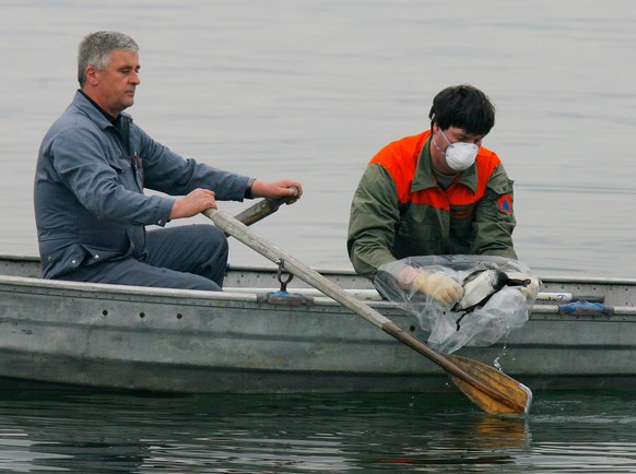 ARCHIV - ZUR MELDUNG, DASS AM BODENSEE MEHRERE FAELLE VON VOGELGRIPPE AUFGETRETEN SIND, STELLEN WIR IHNEN FOLGENDES ARCHIVBILD ZUR VERFUEGUNG - Zivilschuetzer Bernhard Voegelin, rechts, holt zusammen  ...