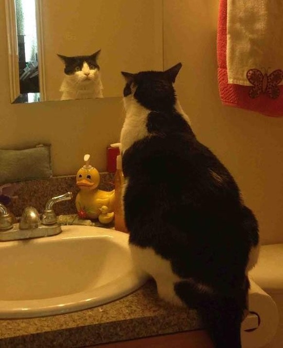 cute news animal cat looks in the mirror https://www.reddit.com/r/CatsBeingCats/comments/19duyol/me_checking_myself_in_mirror_at_845_after_coming/