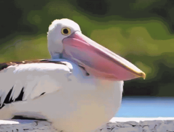 Animiertes GIF