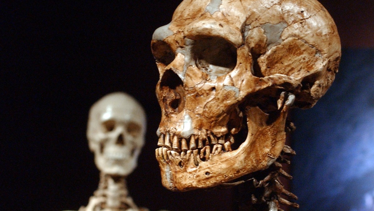 Die originalgetreue Nachbildung eines Neandertaler-Skeletts, rechts, und das Knochengeruest eines modernen Menschen zeigt das 'Museum of Natural History' in New York am 8. Jan. 2003. Die vor ...