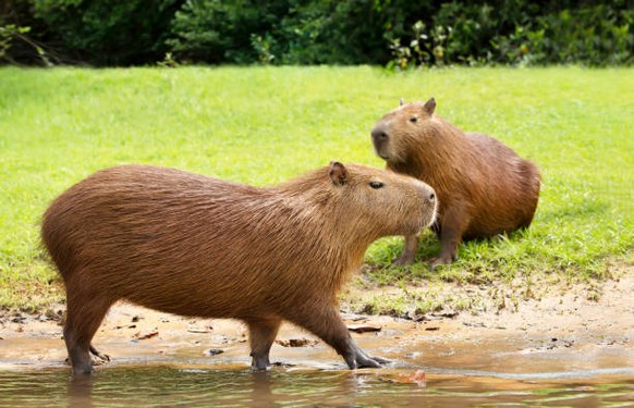 cute news tier capybara

https://www.reddit.com/r/capybara/comments/1c4tlhi/hubert_and_alfred_just_chimed_in_for_a_moment_to/#lightbox