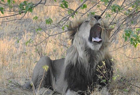 Besser du weisst, wie man sich in der Nähe eines Löwen zu verhalten hat. Ein Löwengebrüll kann man bis aus acht Kilometer Entfernung hören.