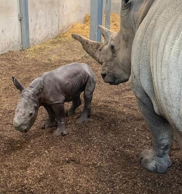 Noch ohne Horn: Das Baby-Nashorn.