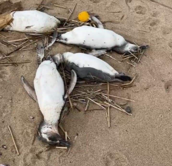 tote Pinguine in Uruguay