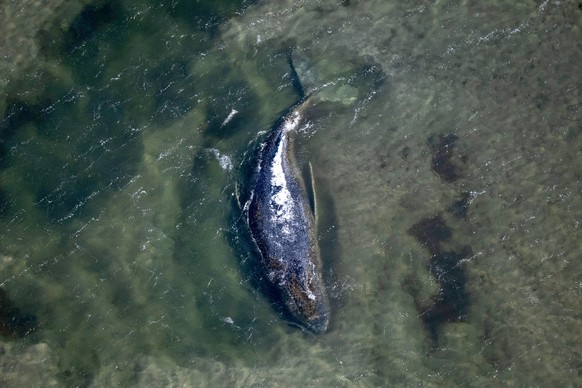 25.04.2026, Mecklenburg-Vorpommern, Poel: Der Wal liegt in einer freigesp�lten Kuhle vor der Insel Poel (Aufnahme aus einem Flugzeug). Der vor etwa drei Wochen bei Wismar gestrandete Buckelwal liegt w ...