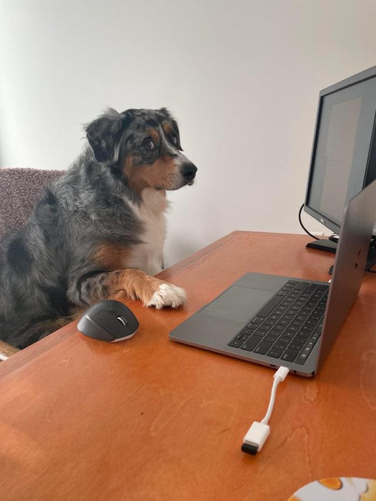 cute news animal tier hund doggo

https://www.reddit.com/r/rarepuppers/comments/s1mxzh/working_from_home_would_be_easier_if_my_assistant/