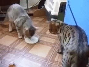 1 Rätsel + 24 Tierbilder, damit der Freitag schneller vorübergeht. WER IST DABEI?
Danke für die tollen CuteNews. Und immer schön teilen.