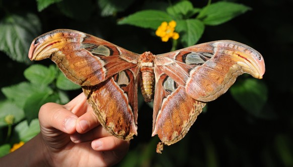 cute news tier atlasspinner