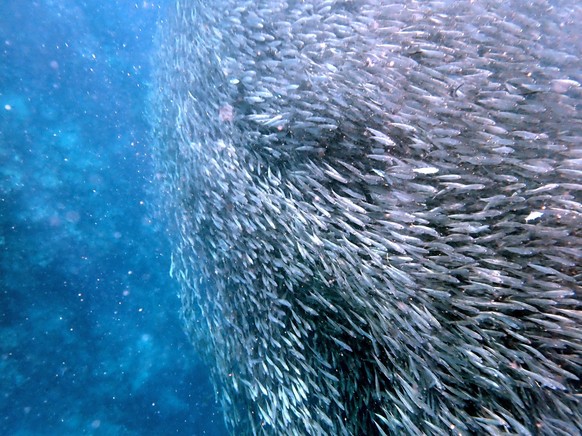 Ein Schwarm von Sardinen im Pazifischen Ozean
