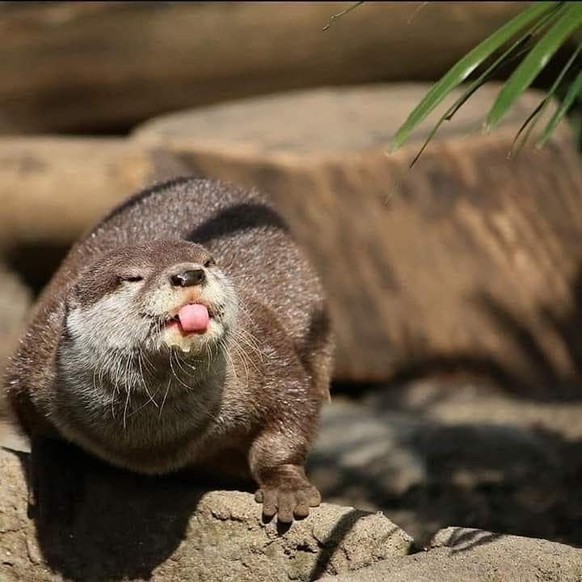 cute news tier otter

https://ch.pinterest.com/pin/69805862968327870/
