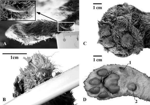 Vorderpfoten von drei Wochen alten Großkatzenjungen: A, B, С, Homotherium latidens (Owen, 1846), Exemplar DMF AS RS, Nr. Met-20-1, gefrorene Mumie, rechte Vorderpfote; Russland, Republik Sacha (Jakuti ...