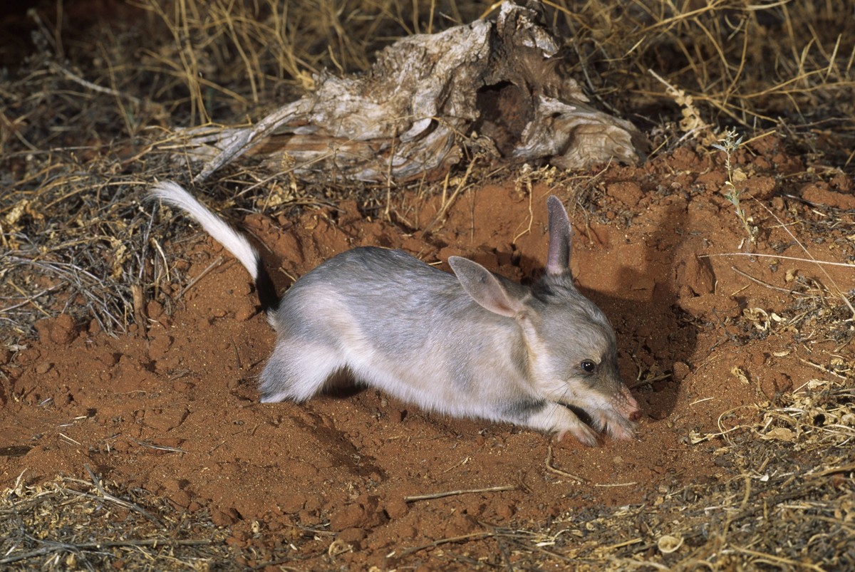 BILBY BILBY Macrotis lagotis, Credit:Dave Watts / Avalon PUBLICATIONxNOTxINxUKxFRAxUSA Copyright: xDavexWattsx/xAvalonx 0516714531