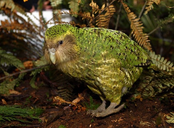 cute news tier kakapo vogel

https://imgur.com/t/kakapo/9HDux