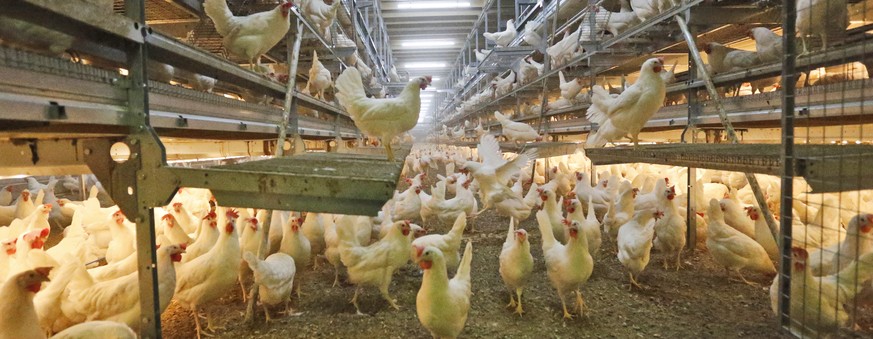 FILE - In this March 17, 2015 file photo, ground kept chicken are pictured at a farmer in Breckerfeld, Germany. The German government plans to ban the practice of killing male chicks after they hatch, ...