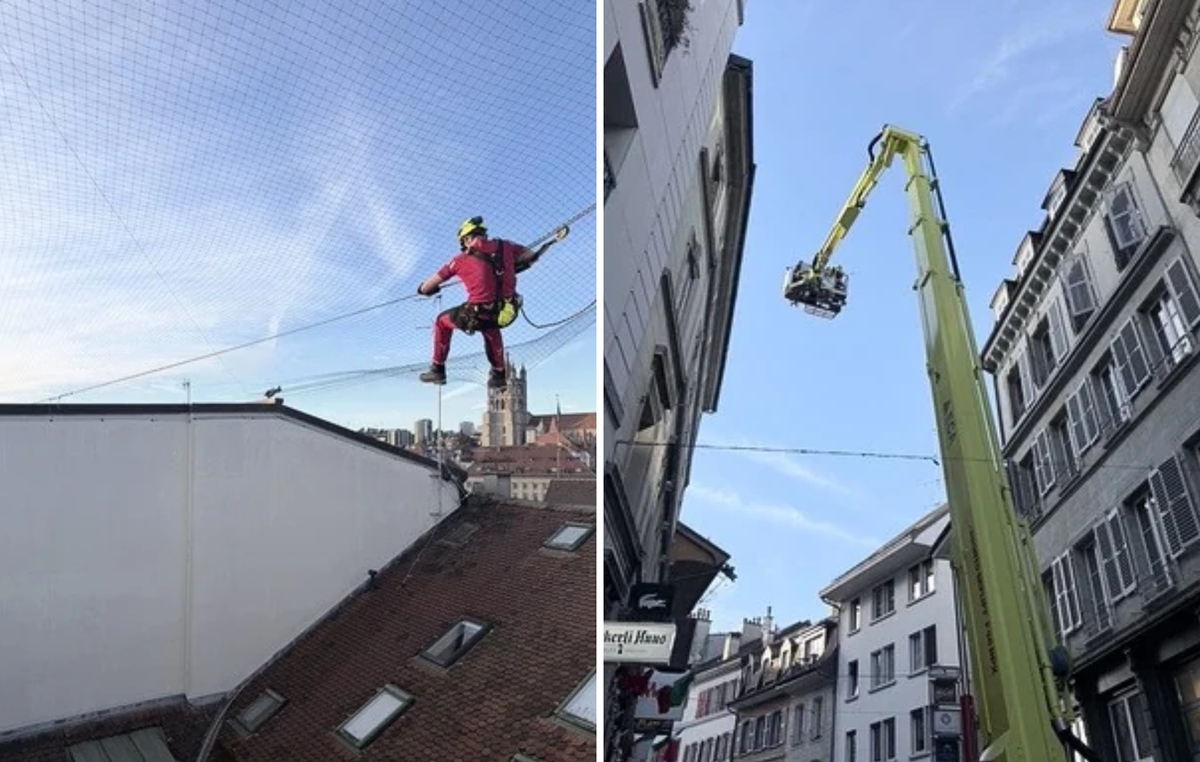 Un pigeon s'est retrouvé coincé dans les filets qui protègent les bureaux de watson. Les pompiers sont venus le sauver.