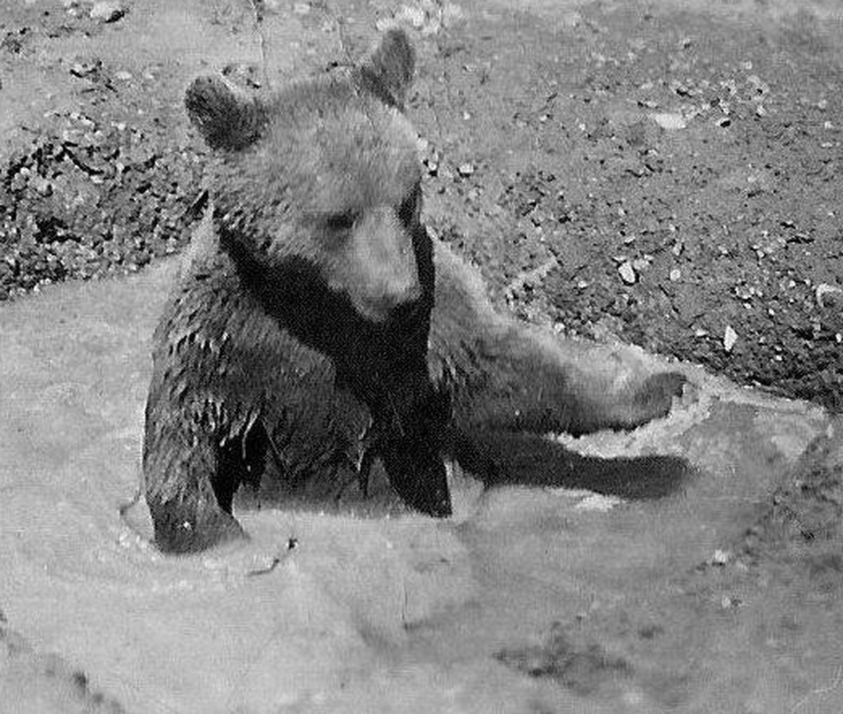 Wojtek, Soldatenbär