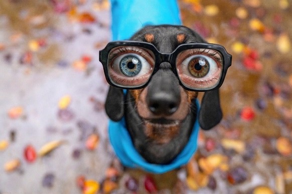 Satire: Wie Hunde weniger Nerven. Die neue Zensurbrille